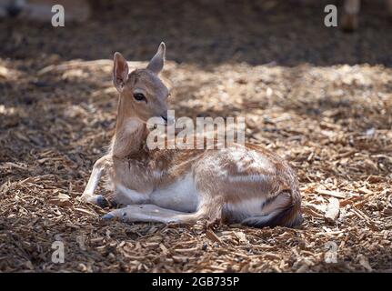 Un giovane daino poggia sul terreno. Foto Stock