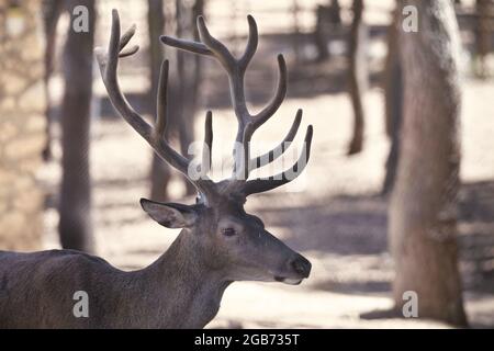 Cervi solitari con grandi antlers in un parco Foto Stock