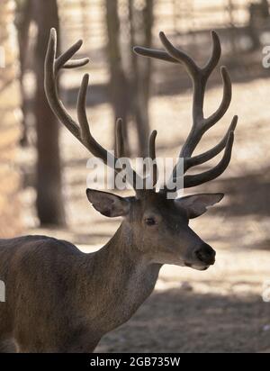 Cervi solitari con grandi antlers in un parco Foto Stock