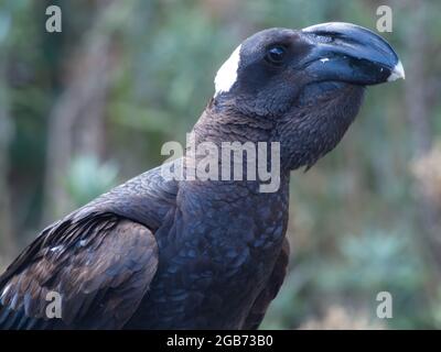 Ritratto estremo closeup di corvo (Corvus crassirostris) poggiato sullo sfondo dei Monti Semien, Etiopia. Foto Stock