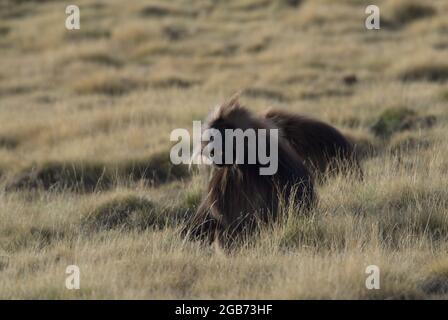 Closeup ritratto di due scimmie Gelada (Theropithecus gelada) pascolo Semien Montagne, Etiopia. Foto Stock