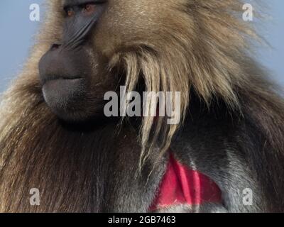 Lato closeup su ritratto a faccia intera di Gelada Monkey (Theropithecus gelada) Semien Mountains, Etiopia. Foto Stock