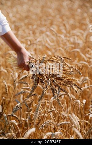 Un bouquet di pappatelle di grano in mano femminile, in abito bianco in un campo di grano. Sposa su una passeggiata in un campo di grano. Foto Stock