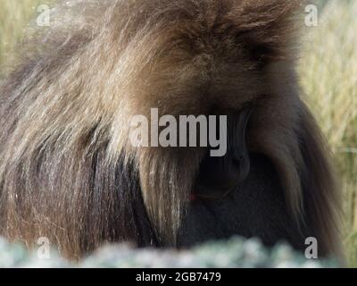 Closeup ritratto di Gelada Monkey (Theropithecus gelada) pascolo Semien Montagne, Etiopia. Foto Stock