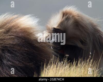 Primo piano ritratto di Gelada Monkey (Theropithecus gelada) governare Semien Montagne, Etiopia. Foto Stock