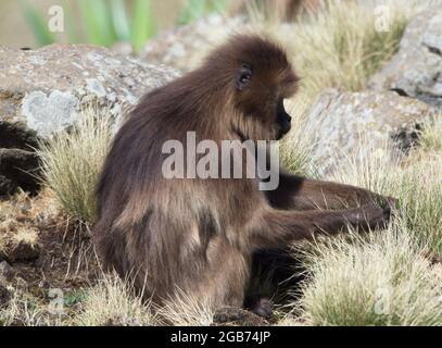 Closeup ritratto di Gelada Monkey (Theropithecus gelada) pascolo Semien Montagne, Etiopia. Foto Stock