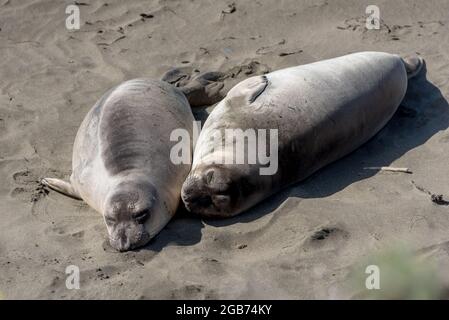 Un paio di giovani elefanti foche del nord dormono accanto l'uno all'altro, parte della colonia di elefanti di piedras Blancas sulla costa centrale della California. Foto Stock