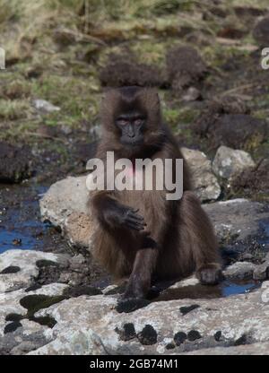 Primo piano ritratto di Gelada Monkey (Theropithecus gelada) che guarda la fotocamera Semien Montagne, Etiopia. Foto Stock