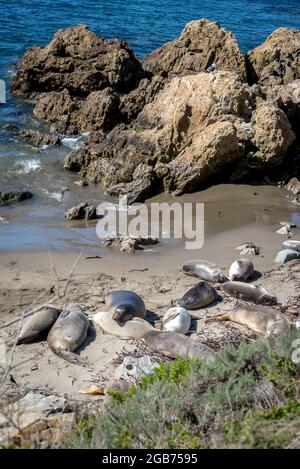 Le foche di elefanti femminili e giovanili riposano sulla sabbia vicino alle rocce oceaniche vicino a Seal Point lungo il Piedras Blancas Rookery sulla costa centrale della California Foto Stock