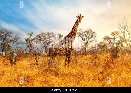 Panorama al tramonto della savana con giraffa al Parco Nazionale di Krueger, Sud Africa Foto Stock