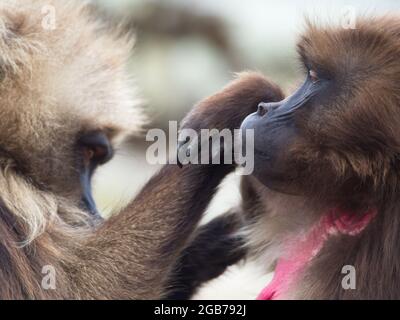 Lato closeup sul ritratto di due scimmie Gelada (Theropithecus gelada) che governano i Monti Semien, Etiopia. Foto Stock