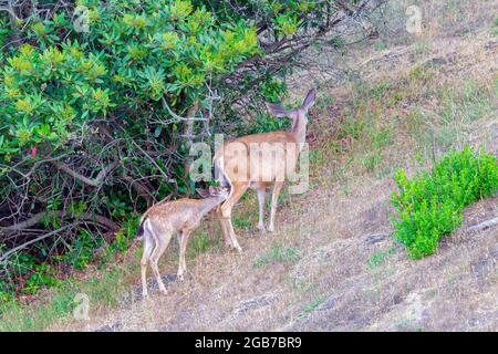 Nursing Blacktail Deer Fawn Foto Stock