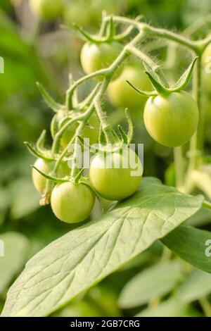 Prugne acerrime pomodori verdi che maturano sulla vite cespuglio che cresce in serra. Agricoltura biologica di giardinaggio, copia spazio.orticoltura, vendemmia vegetale. E Foto Stock