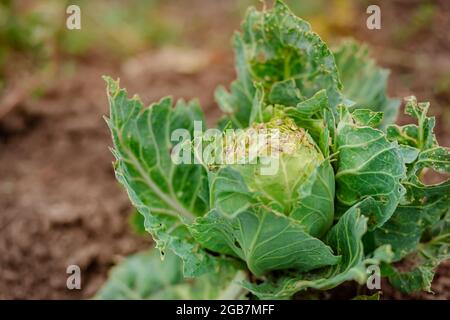 Primo piano di cavolo danneggiato da parassiti. Testa di cavolo e foglie di cavolo nel buco, mangiato dalle larve di farfalle e caterpils. Borsa per cavi Sick Foto Stock