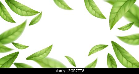 Foglie realistiche di tè verde in caduta su sfondo bianco. Sfondo con foglie di primavera verdi volanti. Illustrazione vettoriale Illustrazione Vettoriale