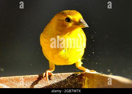 Il finch di zafferano (Sicalis flaveola) è un uccello del Sud America Foto Stock