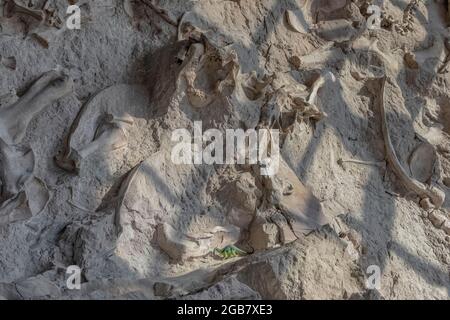 Qualcuno con un senso dell'umorismo ha collocato un piccolo dinosauro giocattolo sull'enorme mostra di ossa fossili nella Sala Esposizioni di Cave del Dinosaur National Monument Foto Stock