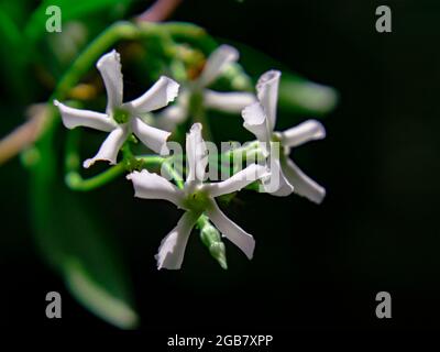 Fiori di gelsomino cinesi isolati su sfondo scuro. Sfondo naturale. Foto Stock