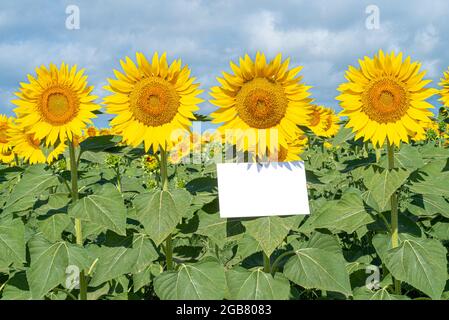 Scena mock-up di cancelleria estiva. Biglietto d'auguri vuoto tra un bel campo fiorito di girasoli. Concetto di gioia, festa e matrimonio estivo Foto Stock