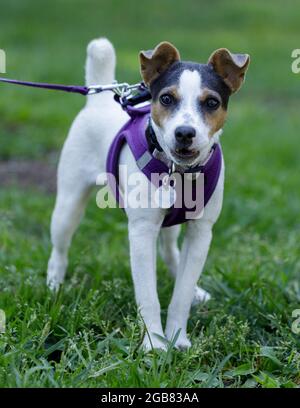 5-month-Old femmina Jack Russell Terrier macchina fotografica puppy timido e abbaiare. Foto Stock