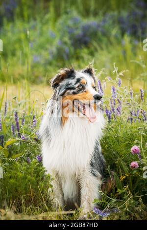 Simpatico cane Pastore Australiano Rosso e Bianco seduto in erba Verde con fiori in fiore viola. Aussie è una razza di cane di medie dimensioni che è stato Foto Stock