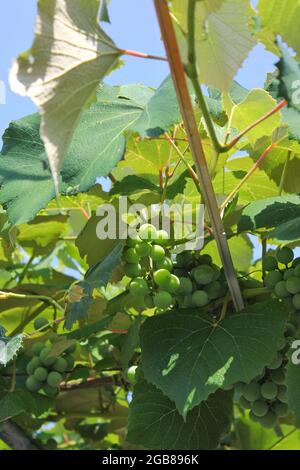 Uva da vino albanese che matura sulla vite in una bella giornata estiva di sole. Foto Stock