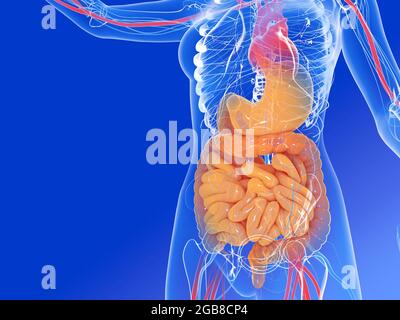 illustrazione 3d dell'anatomia interna femminile. Mostra gli organi interni trasparenti con colori vivaci, evidenziando il sistema digestivo e il cuore Foto Stock