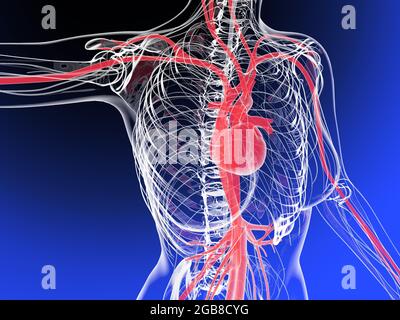 illustrazione 3d della sagoma di una persona che mostra il cuore anatomico e altri organi interni. Arterie e sistema circolatorio. Foto Stock