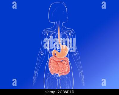 Illustrazione 3D della vista frontale dell'anatomia femminile, che mostra gli organi interni evidenziando lo stomaco e gli intestini. Immagine trasparente. Foto Stock