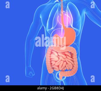 Illustrazione 3D del sistema digestivo dell'anatomia maschile, insieme ad altri organi interni. Immagine di vetro su sfondo blu, vista frontale. Foto Stock