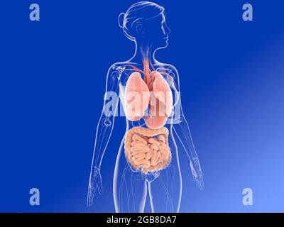 illustrazione 3d dei polmoni, dei bronchi e di altri organi interni. Immagine di donna trasparente con capelli tagliati su sfondo blu gradiente. Foto Stock