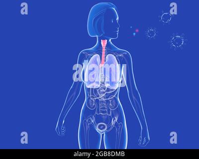 Illustrazione 3D dell'anatomia del sistema respiratorio femminile accanto ai virus. Rappresentazione grafica dei polmoni, della trachea e dell'evidenziazione di ENT. Foto Stock