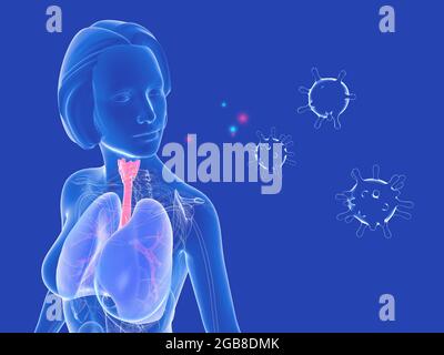 Illustrazione 3D dell'anatomia del sistema respiratorio femminile accanto ai virus. Rappresentazione grafica dei polmoni, della trachea e dell'evidenziazione di ENT. Foto Stock