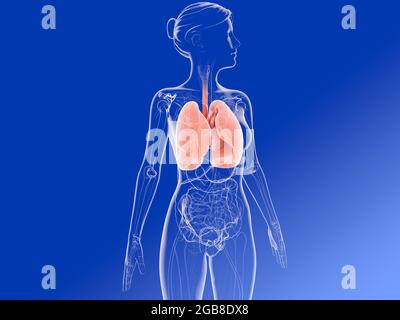 illustrazione 3d dell'anatomia dei polmoni e dei bronchi evidenziando gli organi interni. Immagine di donna trasparente. Foto Stock