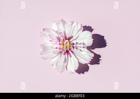 Gazania o margherite africane isolate su sfondo bianco. Foto Stock