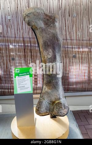 Mostra di un grande femore Camarasaurus all'interno della Sala Esposizioni di Cave nel Dinosaur National Monument al confine tra Utah e Colorado, USA Foto Stock