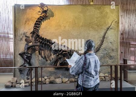 All'interno della Sala Esposizioni di Cave nel Dinosaur National Monument al confine tra Utah e Colorado, Stati Uniti Foto Stock