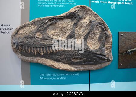 All'interno della Sala Esposizioni di Cave nel Dinosaur National Monument al confine tra Utah e Colorado, Stati Uniti Foto Stock