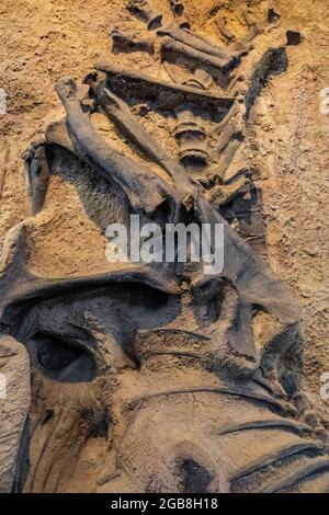 Ossa fossili di dinosauri all'interno della Sala Espositiva di Cave nel Dinosaur National Monument al confine tra Utah e Colorado, USA Foto Stock