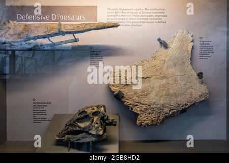 Mostra le difese dei dinosauri all'interno della Sala Esposizioni di Cave nel Dinosaur National Monument al confine tra Utah e Colorado, USA Foto Stock