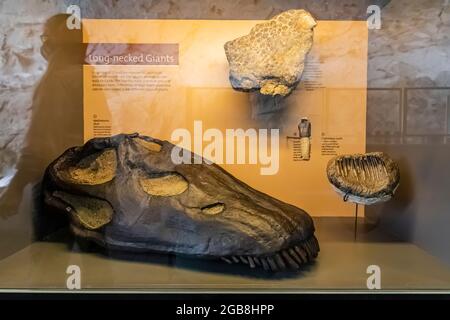 Esposizione di sauropodi all'interno della Sala Espositiva di Cave nel Dinosaur National Monument al confine tra Utah e Colorado, USA Foto Stock