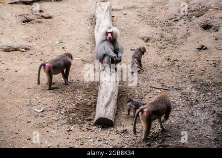 16 luglio 2021, Nyiregyhaza, Ungheria: Una famiglia di babbuini Hamadrya visto al Nyiregyhaza Animal Park.The Nyiregyhaza Zoo (Nyiregyhazi Allatpark e Animal Park di Nyiregyhaza, noto anche come Sosto Zoo) si trova in una foresta naturale, quasi incontaminata di betulla nel nord-est dell'Ungheria, vicino alla città di Nyiriza. Lo zoo di Nyiregyhaza si trova a circa cinque chilometri dalla zona turistica di Sosto, dove si può rilassarsi con un bagno in spiaggia, un museo del villaggio e un parco. Nell'area di 30 ettari dello zoo, i visitatori si trovano in continenti, in modo che uno che entra può camminare lungo di loro per osservare come l'anim Foto Stock