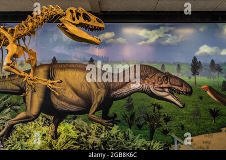 Mostra di Allosaurus all'interno della Sala Espositiva di Cave nel Dinosaur National Monument al confine tra Utah e Colorado, USA Foto Stock