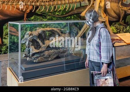 Mostra di Allosaurus all'interno della Sala Espositiva di Cave nel Dinosaur National Monument al confine tra Utah e Colorado, USA Foto Stock