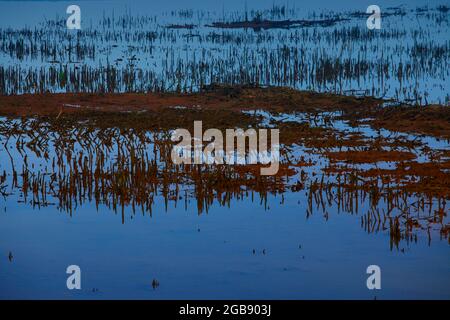 Un'immagine esterna di un estuario delle paludi del Nord-ovest Pacifico Foto Stock