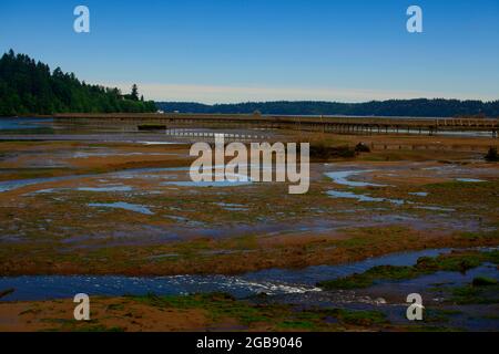 Un'immagine esterna di un estuario delle paludi del Nord-ovest Pacifico Foto Stock