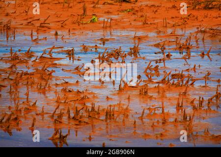 Un'immagine esterna di un estuario delle paludi del Nord-ovest Pacifico Foto Stock