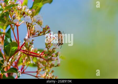 Ape al miele e fiori bianchi con germogli rosa su un arbusto Viburnum tinus Foto Stock