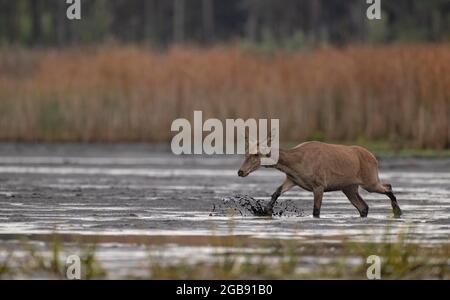 Cervo rosso (Cervus elaphus) giovane cervo che corre rilassato attraverso il fango, Lusazia, Sassonia, Germania Foto Stock