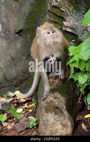 Macaque (Macaca fascicularis) che mangia il granchio femminile portando giovane, scimmia giavanese, Thailandia Foto Stock